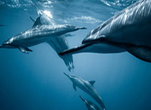 AG体育官方入口-【意甲】劳塔罗破僵局中卫致胜 国际米兰客场2比1胜